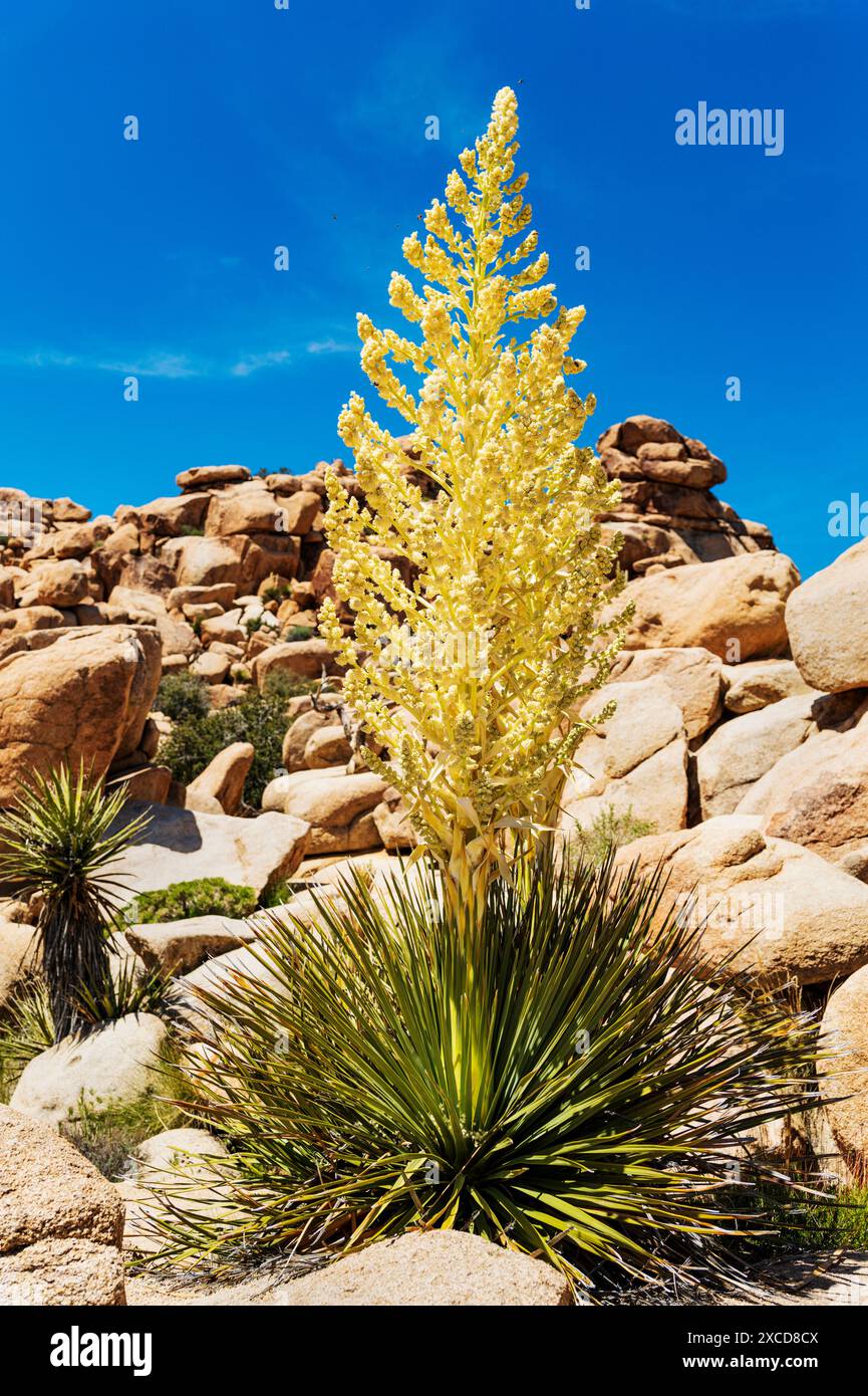 Fioritura Chaparral Yucca; Hesperoyucca whipplei; Joshua Tree National Park, California, USA Foto Stock