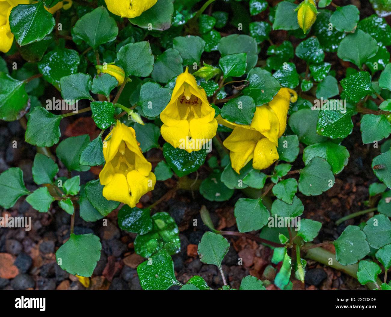 Impatiens auricoma × bicaudata (Balsamo, Occupato Lizzie.) Close up di arancio e fiori di colore giallo. Foto Stock