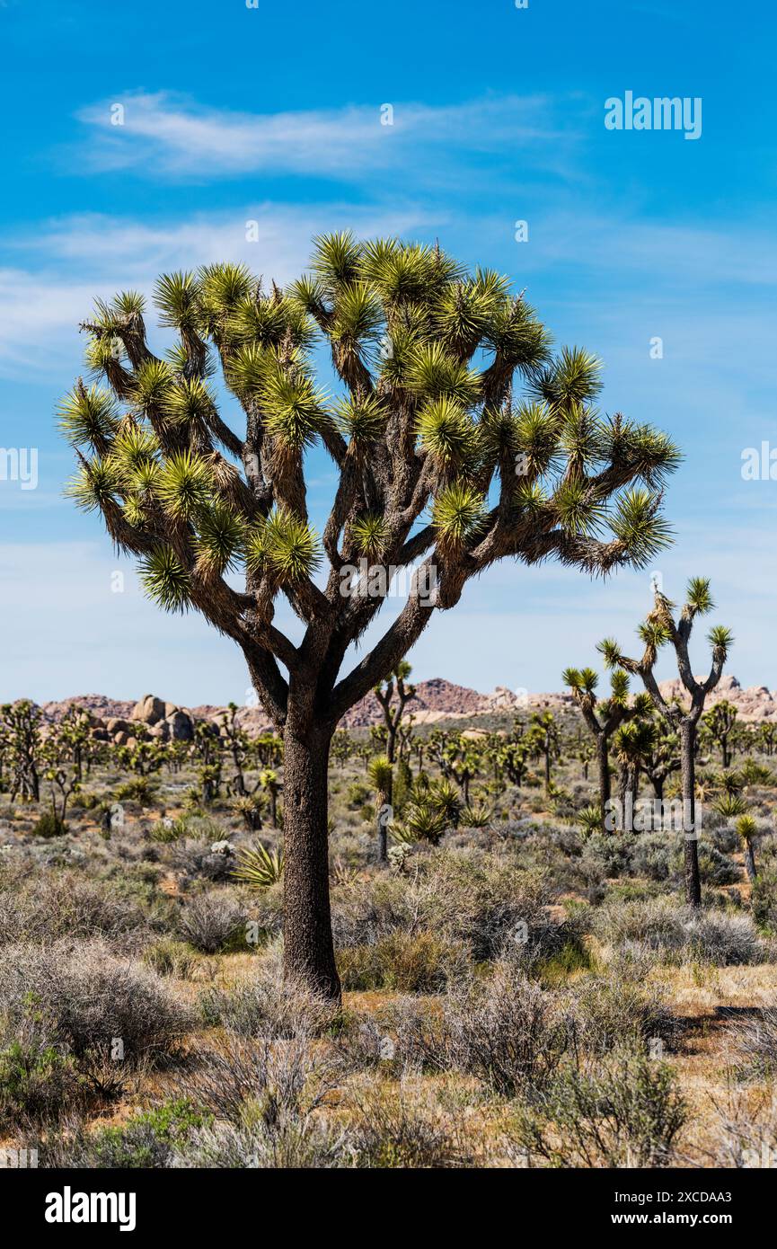 Joshua Tree; Joshua Tree National Park; California meridionale; Stati Uniti Foto Stock