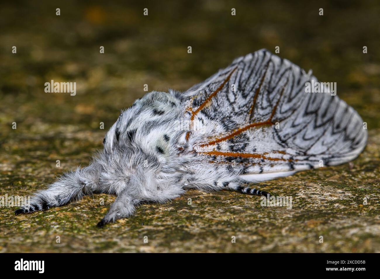 Il gatto Moth nell'Oxfordshire Foto Stock