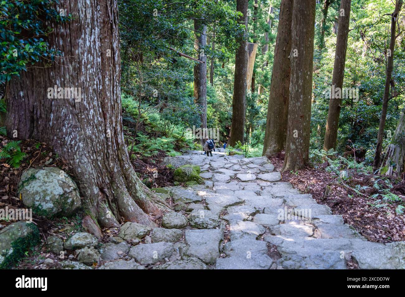 Sentiero acciottolato attraverso la foresta di antichi cedri, parte della strada dei pellegrini Kumano Kodo - Nakahechi Daimon-saka in Giappone. Foto Stock