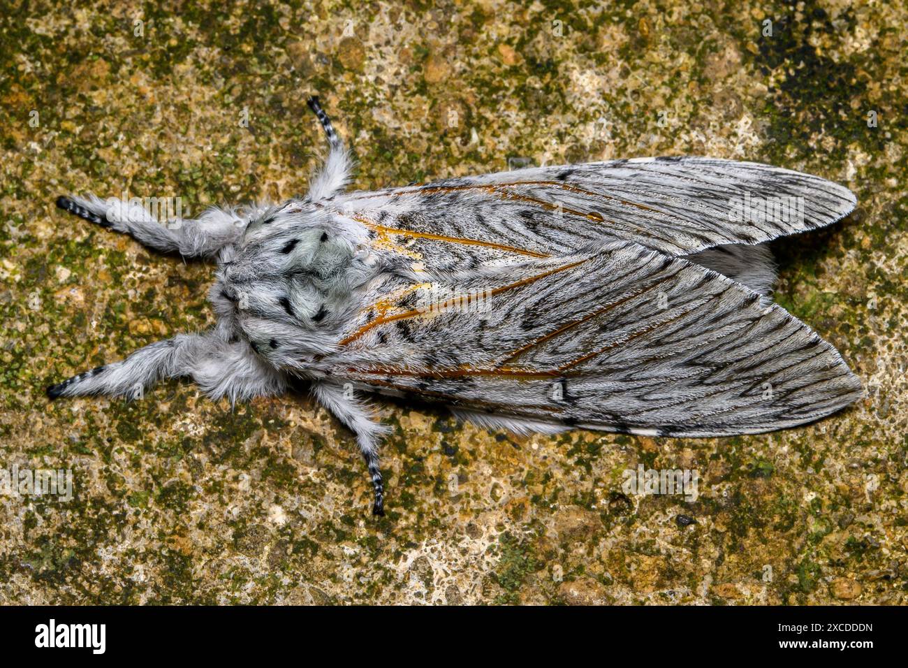 Il gatto Moth nell'Oxfordshire Foto Stock