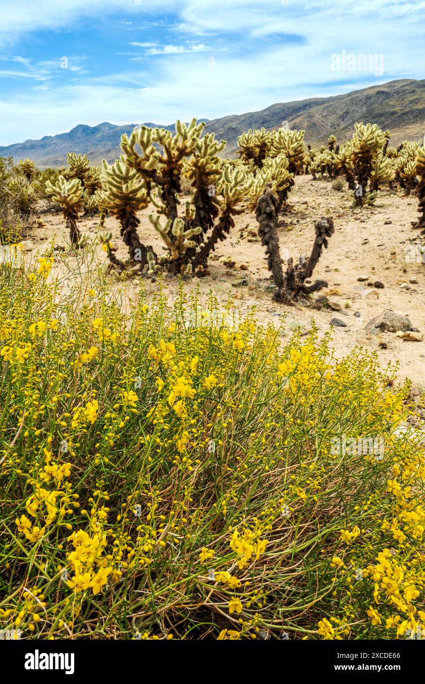 Spiny Senna in fiore giallo; Desert Senna; Cholla Cactus Beyond; Joshua Tree National Park Foto Stock