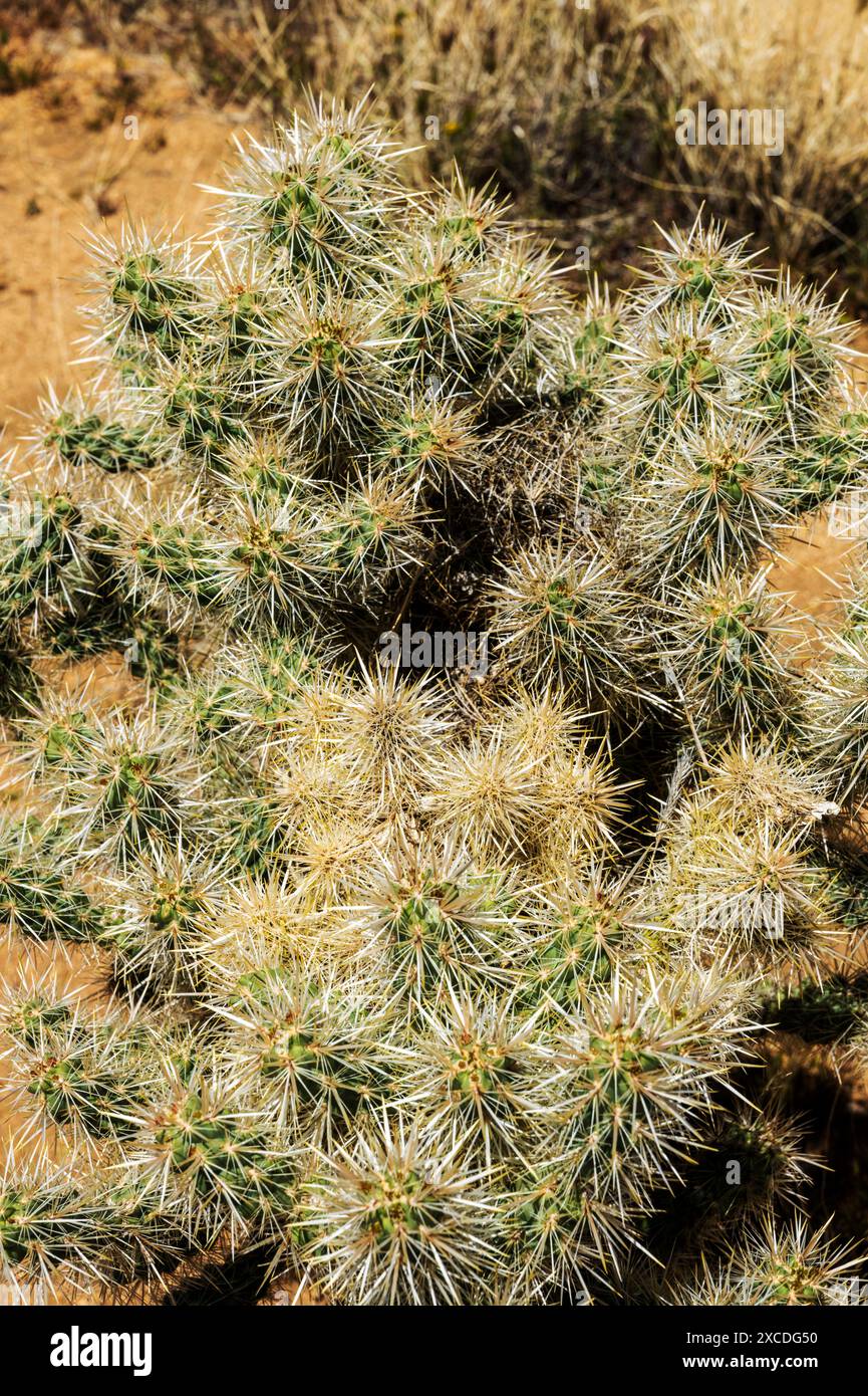 Primo piano di Cholla Cactus; Joshua Tree National Park; California meridionale; Stati Uniti Foto Stock