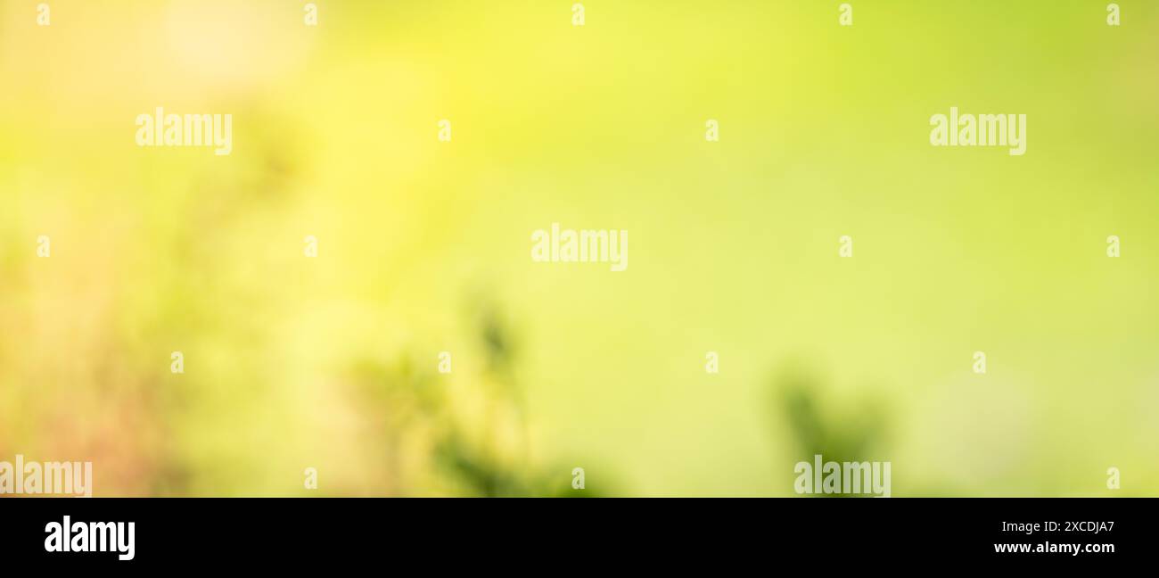 Sfondo verde naturale sfocato in primavera e bokeh estivo. Foto Stock
