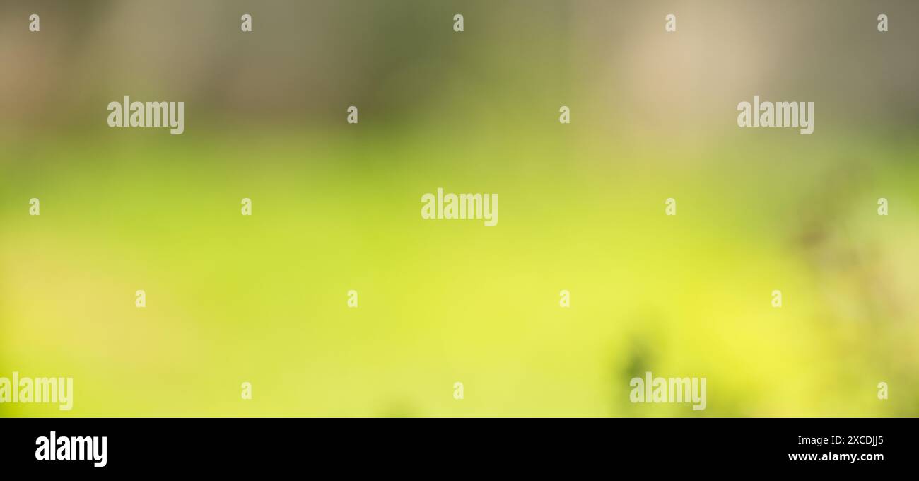 Sfondo verde naturale sfocato in primavera e bokeh estivo. Foto Stock