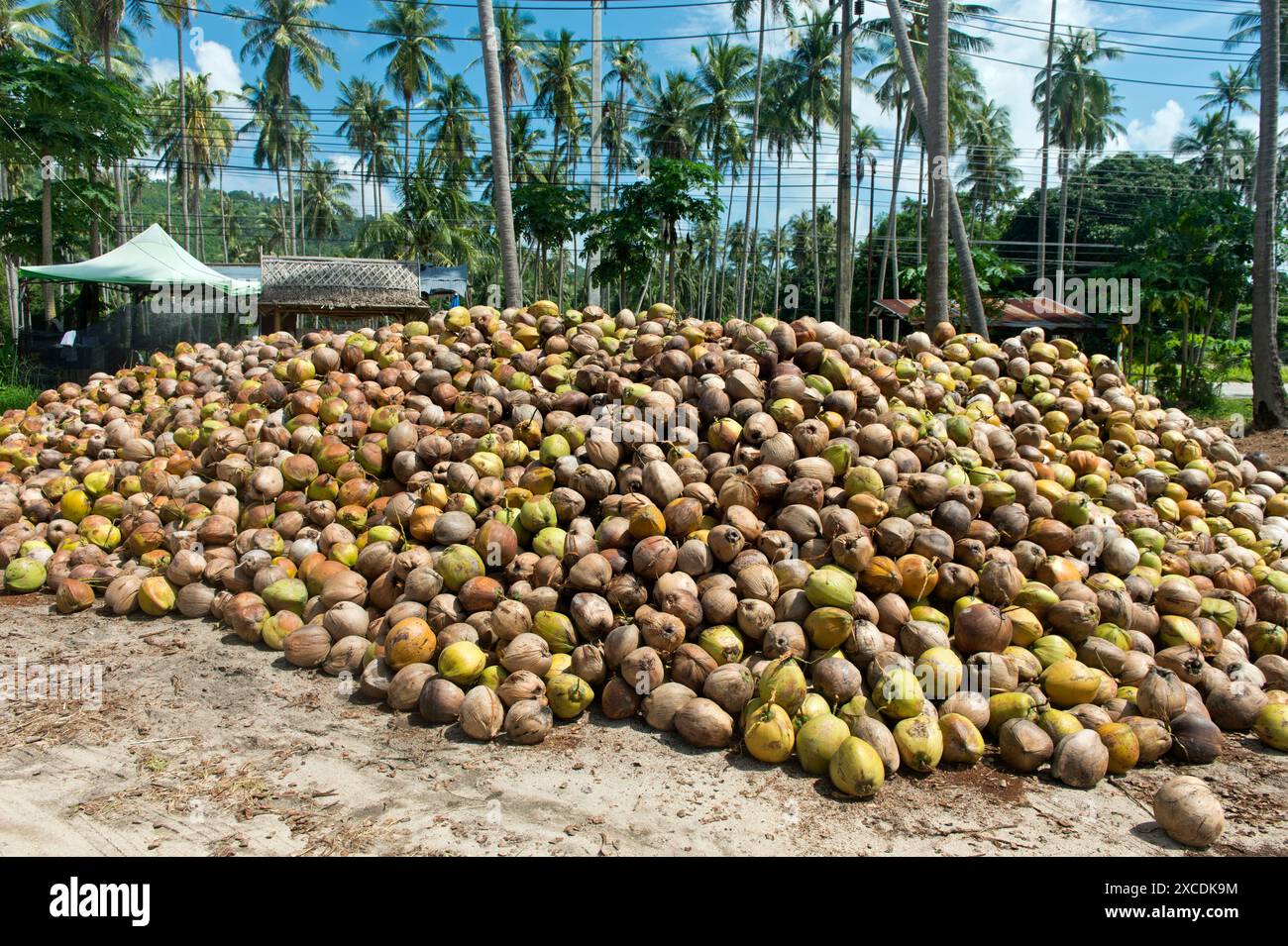 Un mucchio di noci di cocco fresche, frutti della palma da cocco (Cocos nucifera), per la produzione di copra, Koh Samui, Thailandia Foto Stock