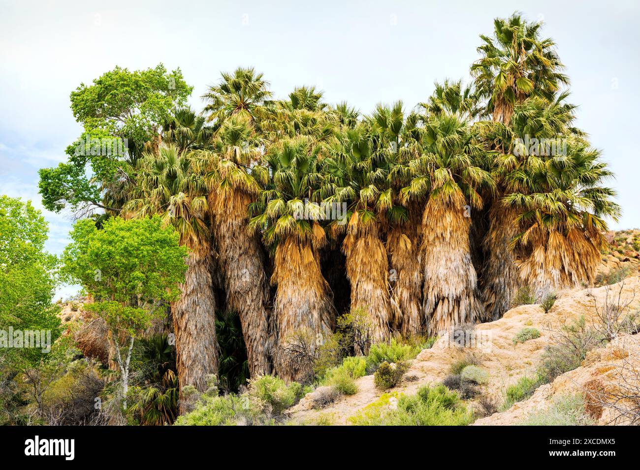 Palme insolite; sorgente di Cottonwood; parco nazionale di Joshua Tree; California meridionale; Stati Uniti Foto Stock