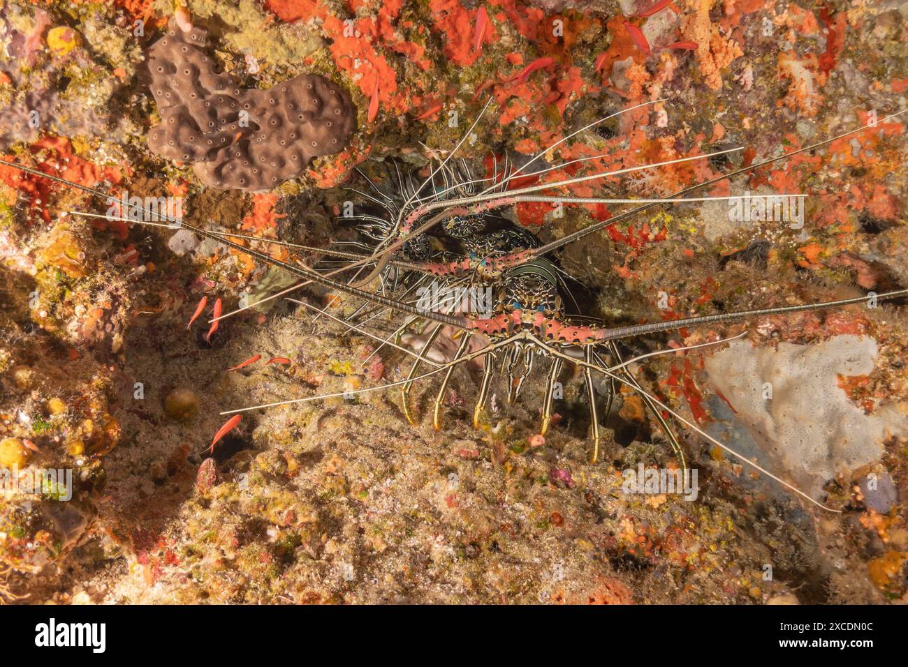 Aragosta dipinta (Panulirus versicolor) al Parco Nazionale della barriera corallina di Tubbataha Filippine Foto Stock