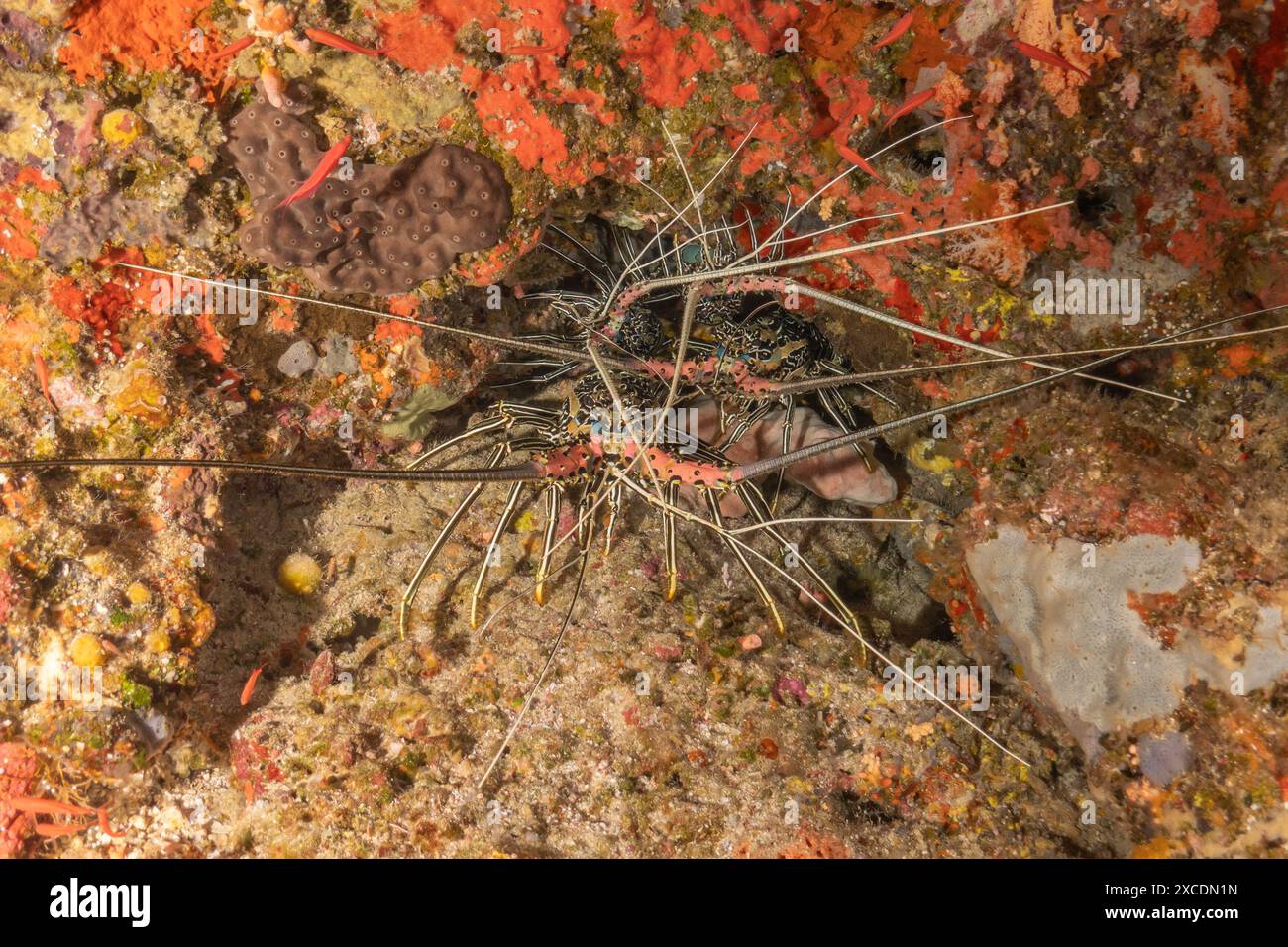 Aragosta dipinta (Panulirus versicolor) al Parco Nazionale della barriera corallina di Tubbataha Filippine Foto Stock