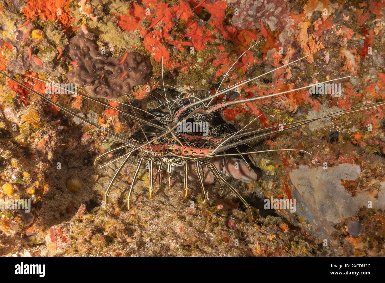 Aragosta dipinta (Panulirus versicolor) al Parco Nazionale della barriera corallina di Tubbataha Filippine Foto Stock