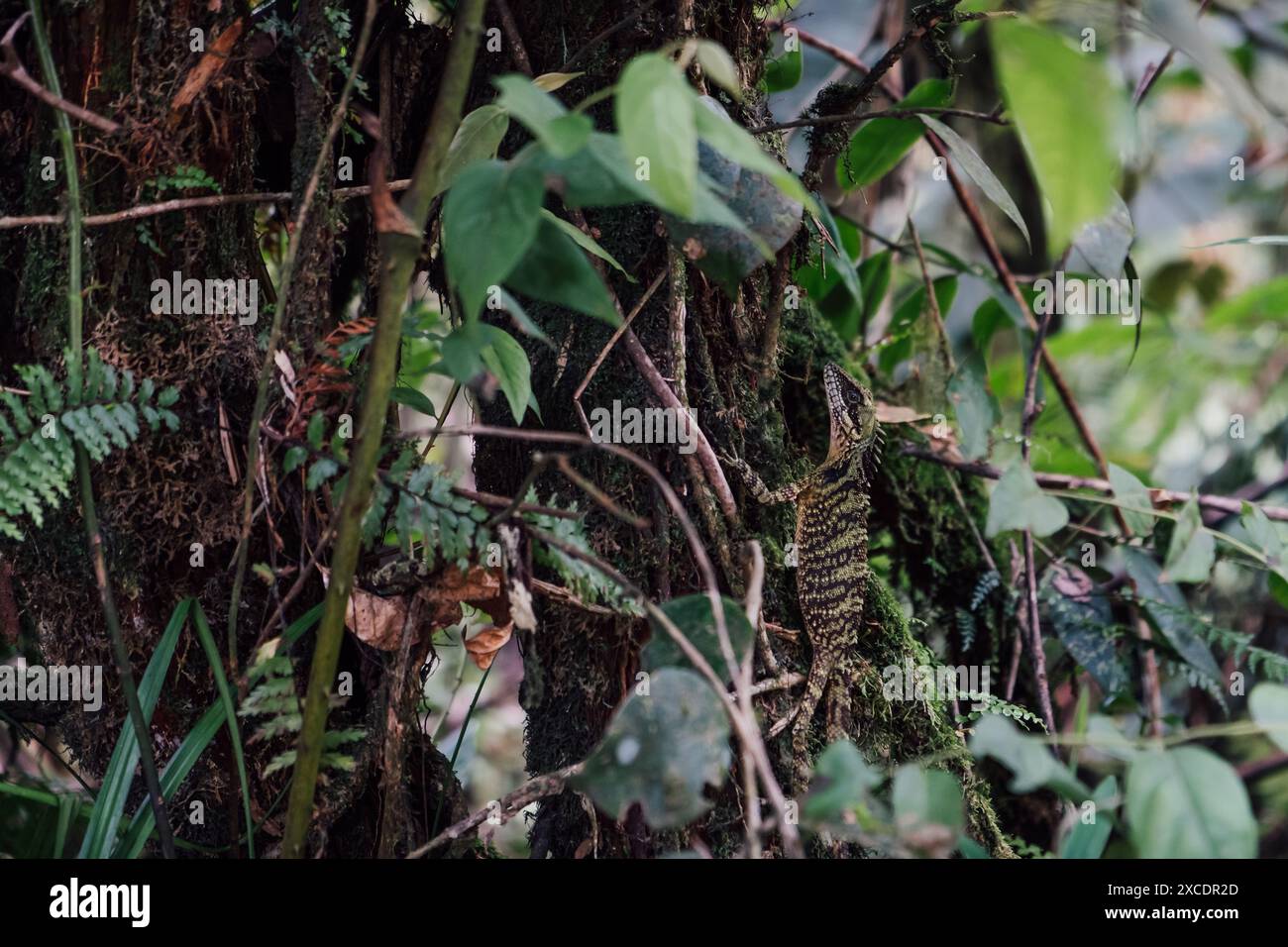 Una lucertola verde nascosta nella lussureggiante vegetazione e nei muschi della giungla in Malesia Foto Stock