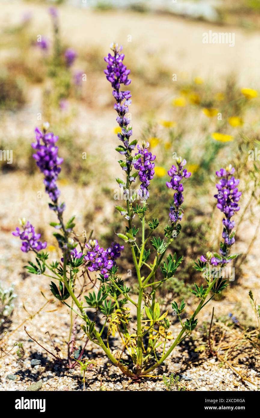 Lupino porpora in fiore dell'Arizona; Lupinus arizonicus; Joshua Tree National Park; California; Stati Uniti Foto Stock