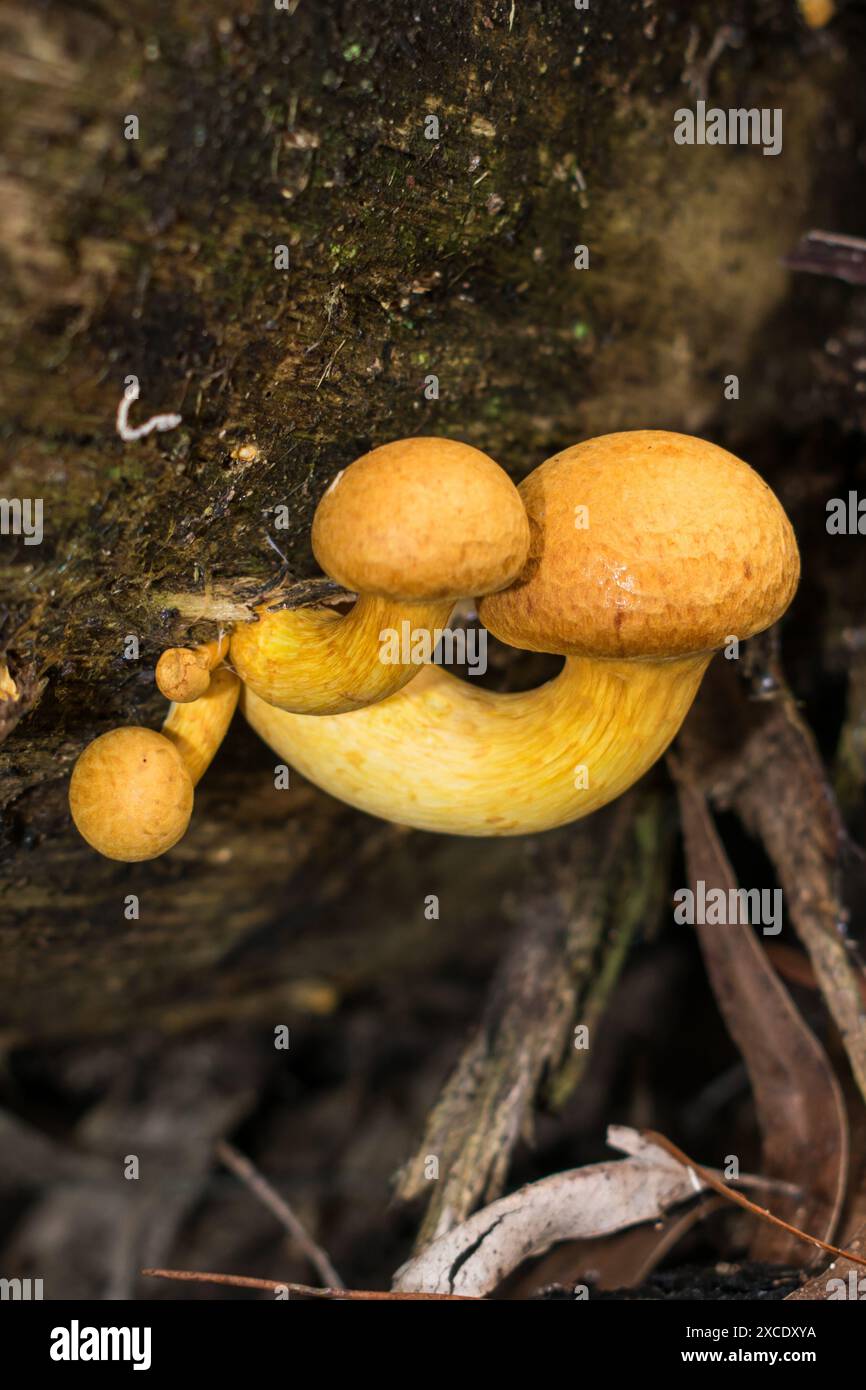 Giovani funghi Gymnopilus junonius (palestra da ridere) a Sao Francisco de Paula, nel sud del Brasile Foto Stock