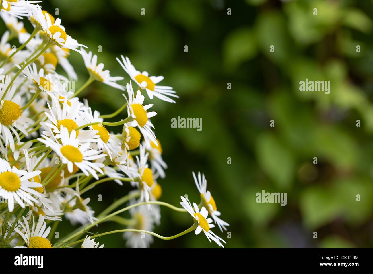 Daisies con spazio per testo Foto Stock
