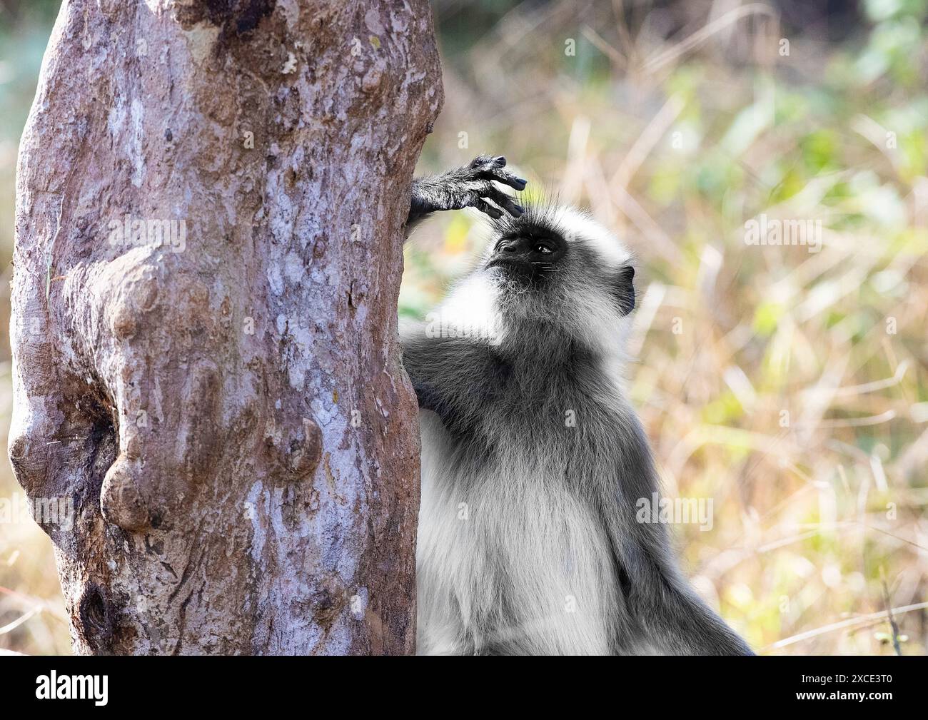 Malabar Sacro langur o langur dai piedi neri guardando la sua mano , Semnopithecus hypoleucos, nella riserva Kabini, India Foto Stock