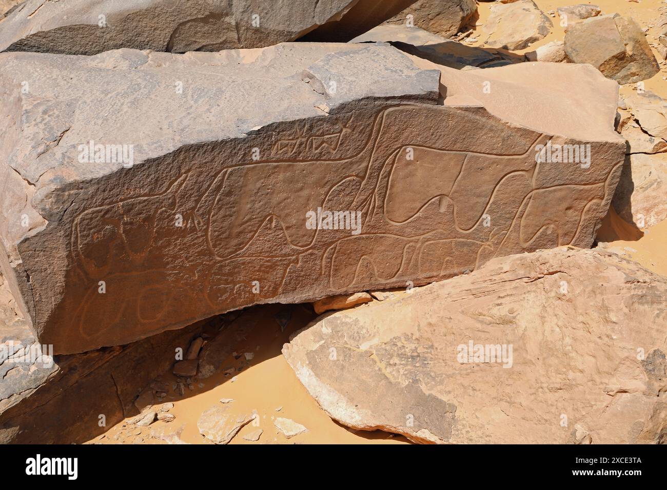 Petroglifi a Taghit, nell'Algeria occidentale Foto Stock