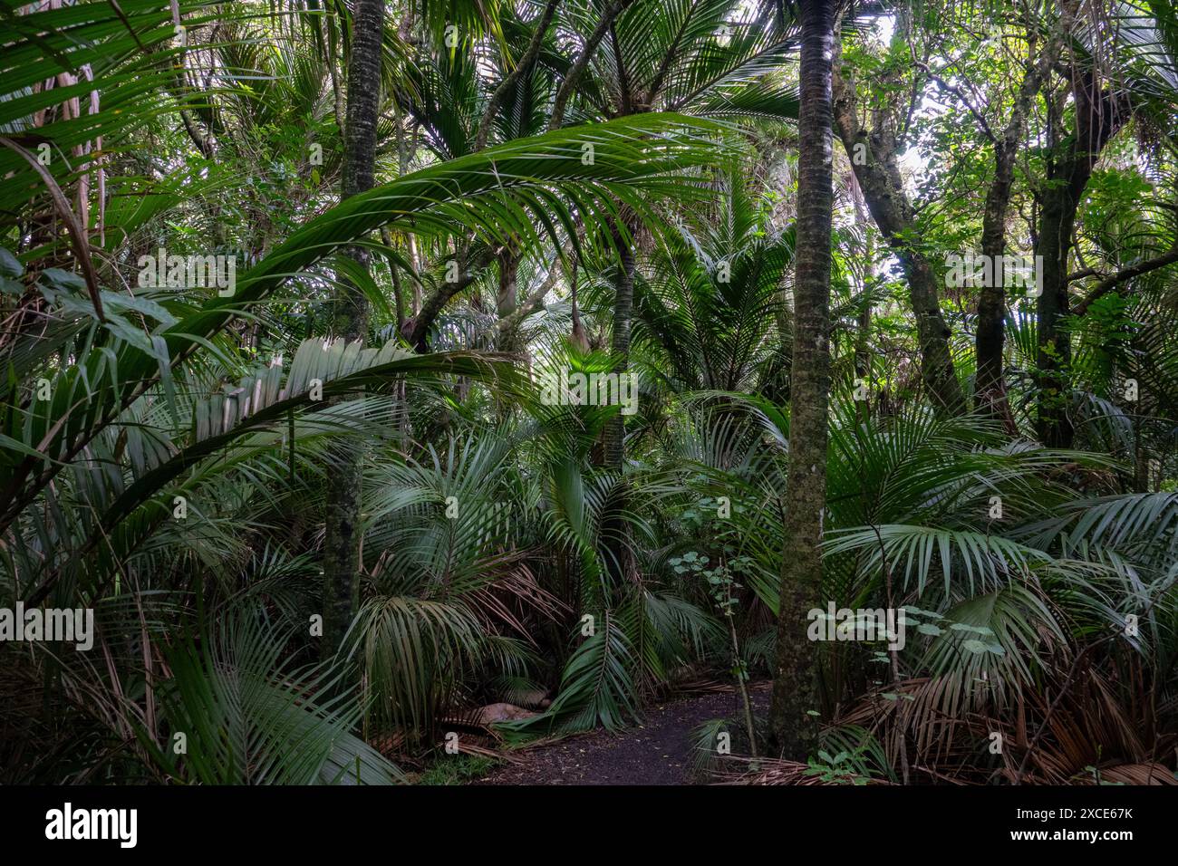Foresta di palme di Nikau a Kapiti, nuova Zelanda Foto Stock