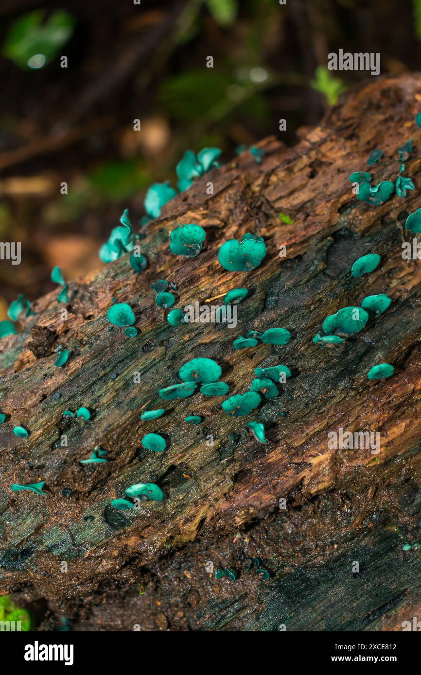 Chlorociboria sp. (Elfcup verde), funghi selvatici a Sao Francisco de Paula, Brasile Foto Stock