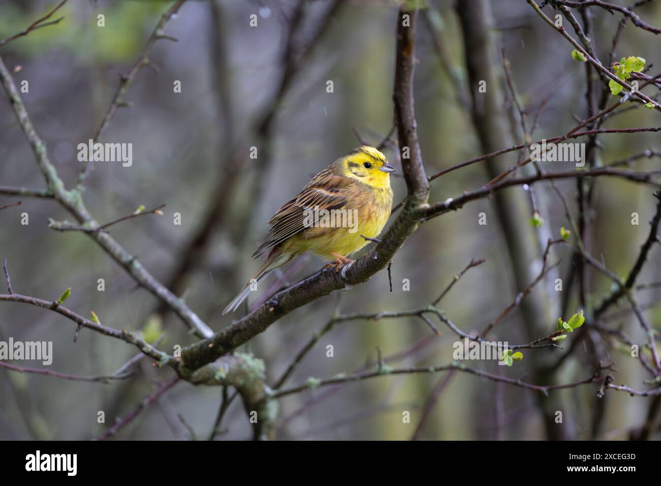 Maschio Yellowhammer arroccato in un albero, County Durham, Inghilterra, Regno Unito. Foto Stock