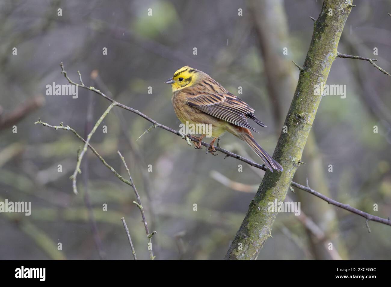 Maschio Yellowhammer arroccato in un albero, County Durham, Inghilterra, Regno Unito. Foto Stock