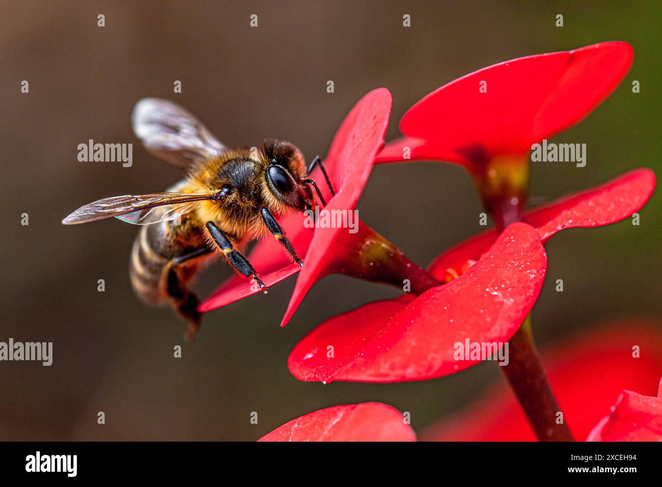 Lo spagnolo bee impollinare un fiore Foto Stock