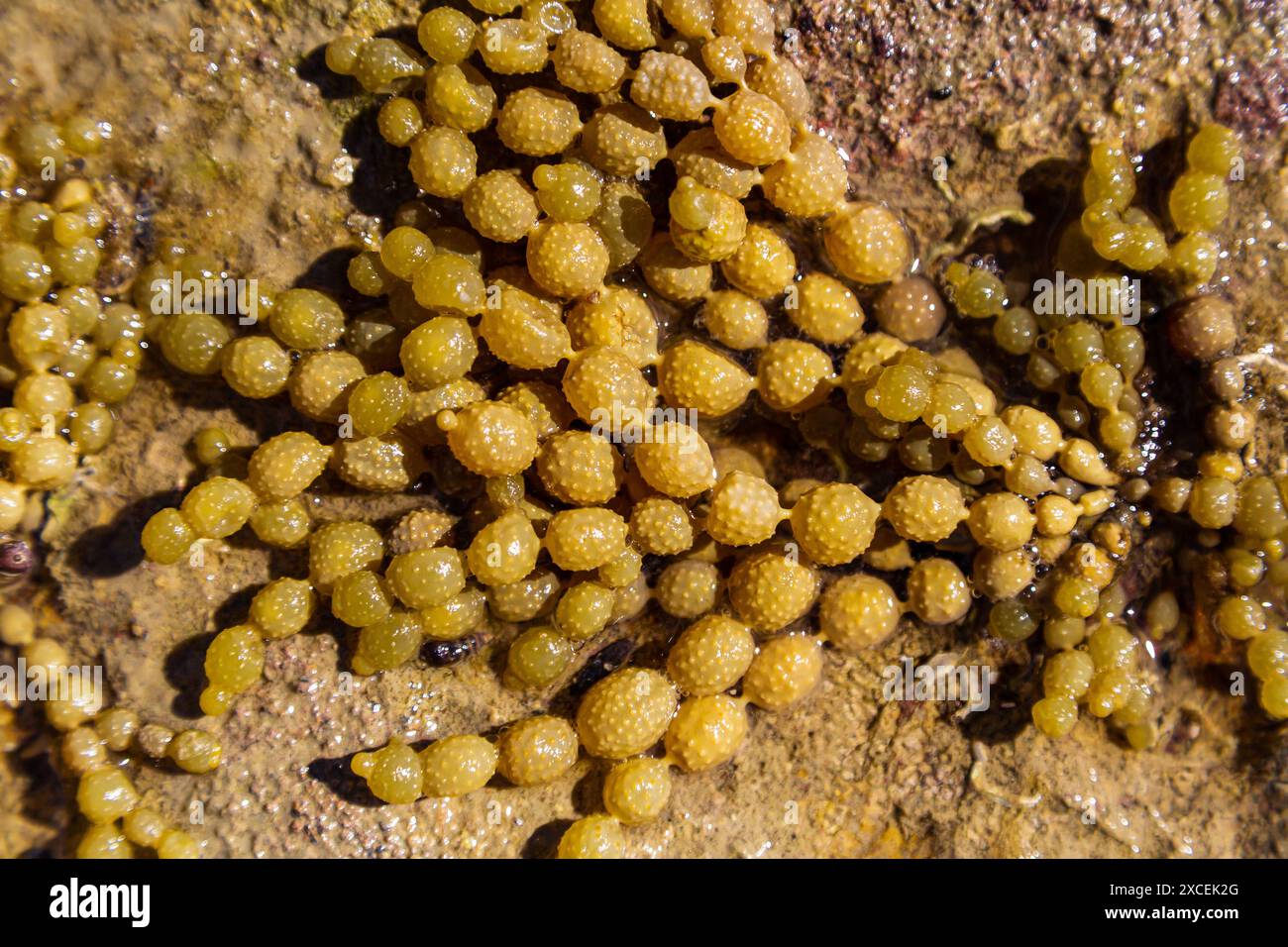 Nepture's Necklace, Coromandel Rock Pools, nuova Zelanda Foto Stock