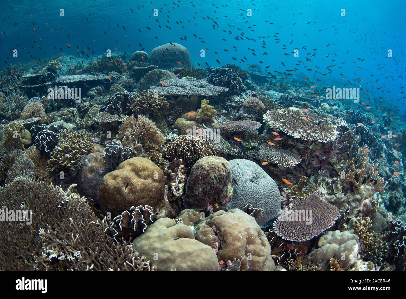 Pesci colorati e coralli sani coprono un pendio della barriera corallina su un'isola remota nelle isole dimenticate dell'Indonesia. Questa regione è caratterizzata da un'elevata biodiversità. Foto Stock