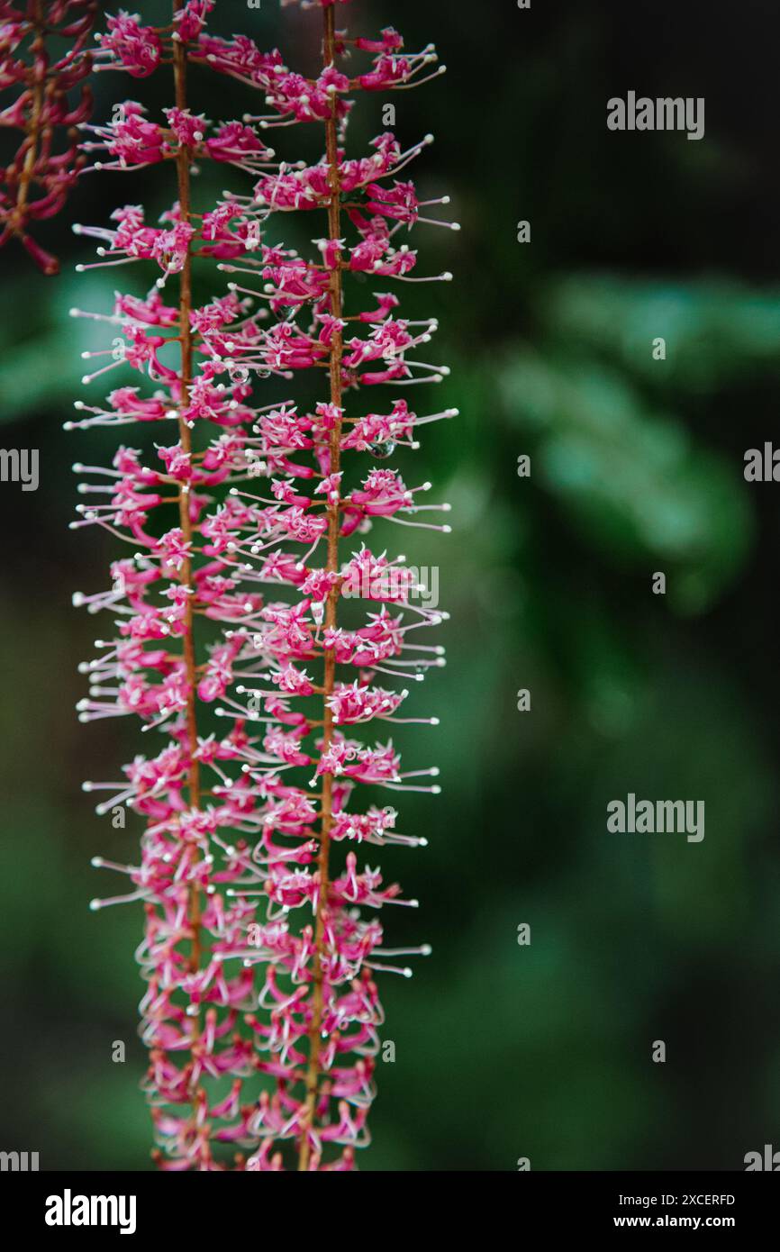 Albero di macadamia in fiore Foto Stock