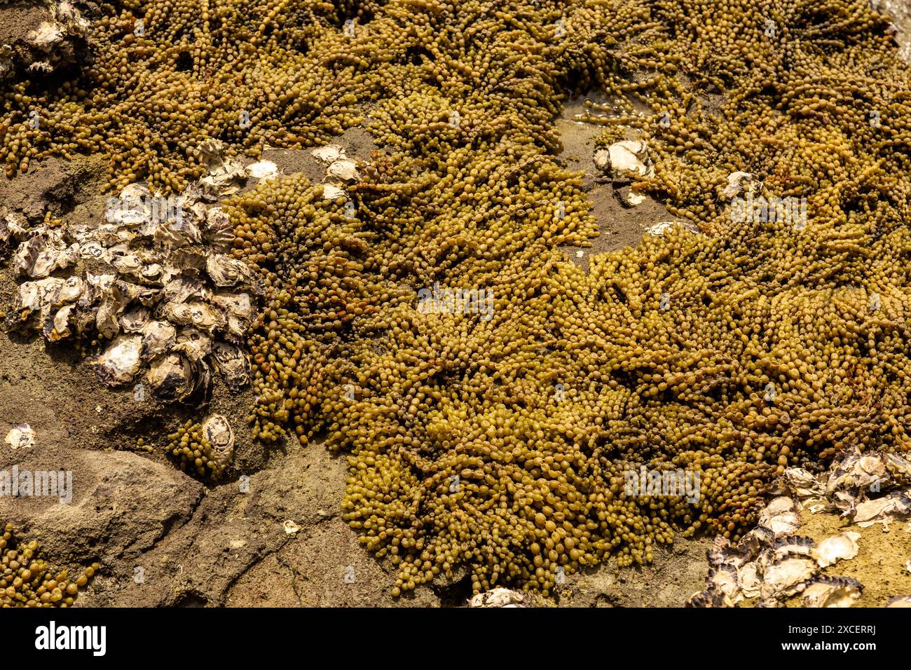 Nepture's Necklace, Coromandel Rock Pools, nuova Zelanda Foto Stock