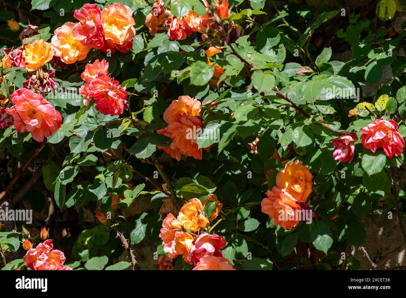 Fioritura di profumati fiori di rosa arancio che crescono nel rosario nel giardino pubblico della città turistica di Arcachon, in Francia, nelle giornate di sole Foto Stock