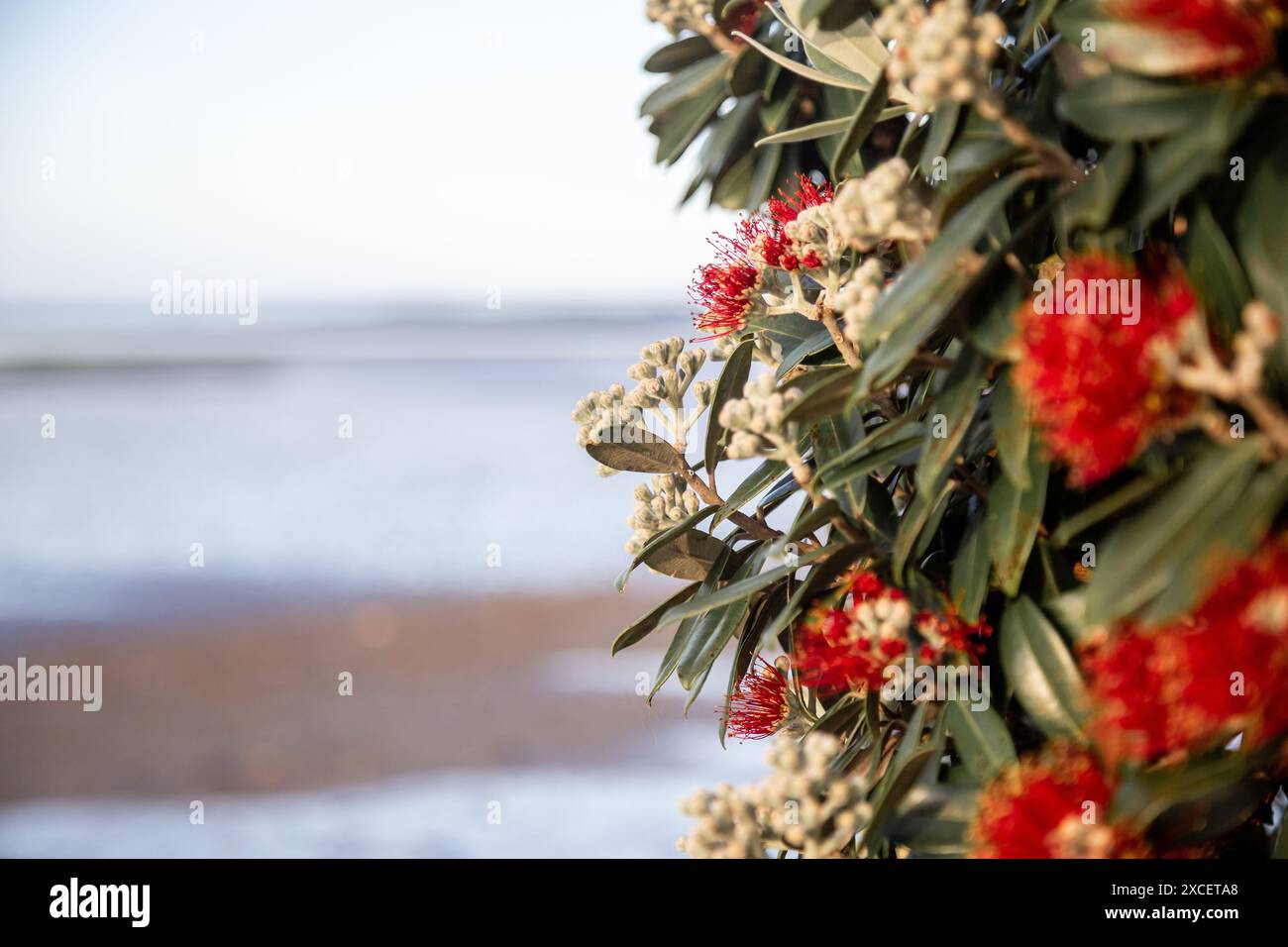 Nuova Zelanda, Pohutukawa Foto Stock