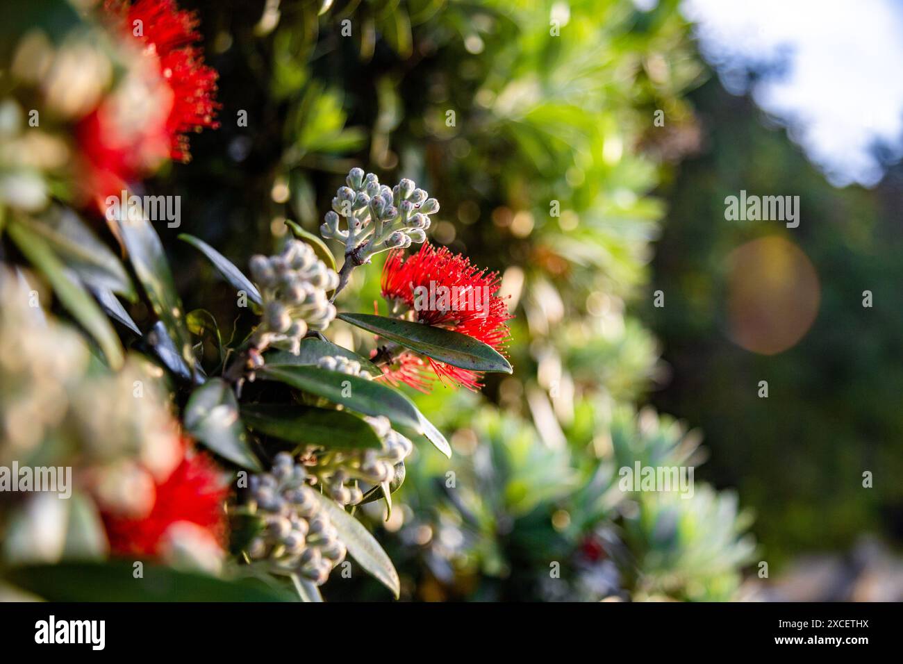 Nuova Zelanda, Pohutukawa Foto Stock