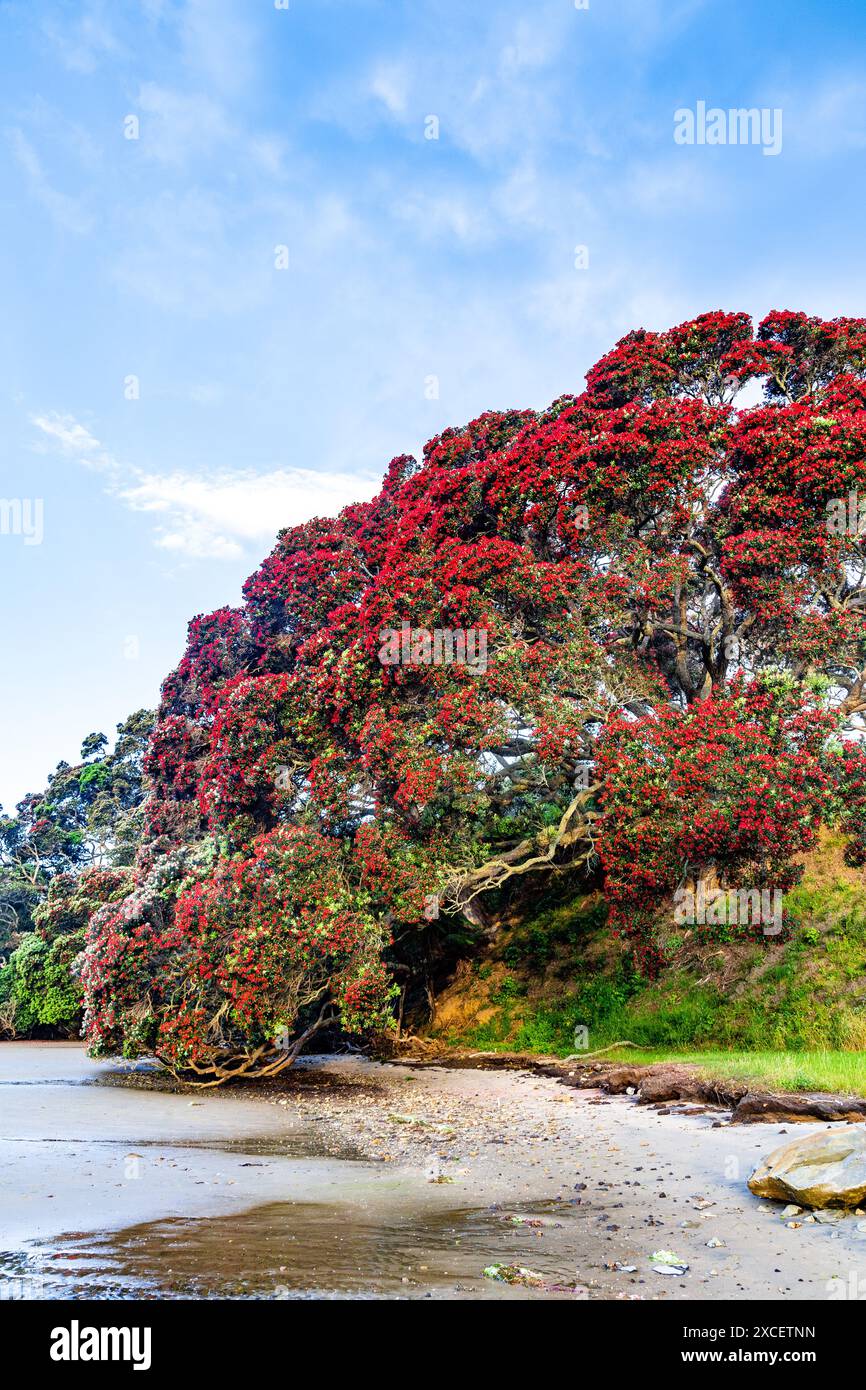 Nuova Zelanda, Pohutukawa Foto Stock