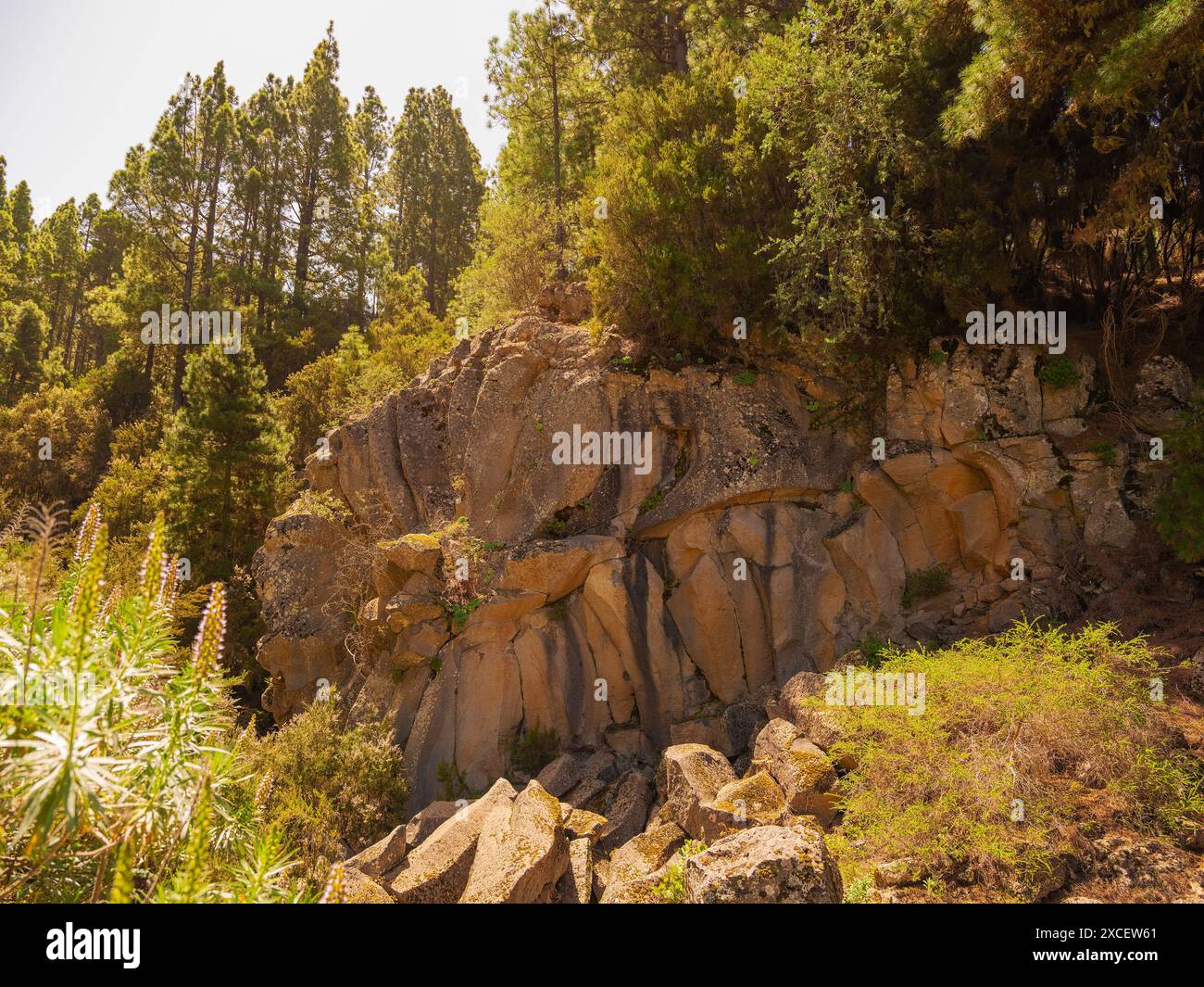 foresta di pini densa di primavera con aghi leggeri e giovani sui rami. sfondo naturale e paesaggio. foresta riservata Foto Stock