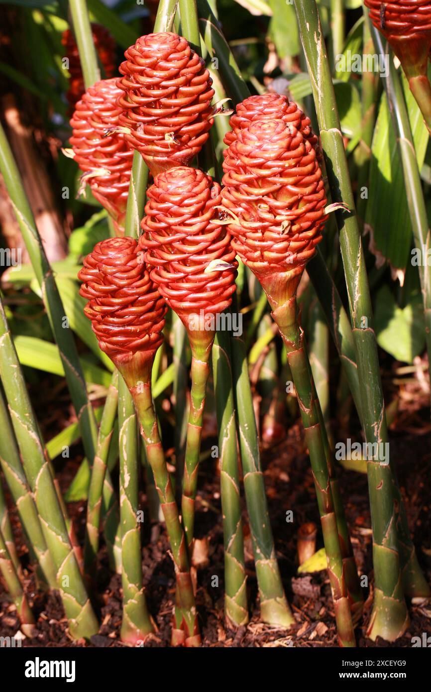 Zenzero, Zingiber spectabile, Zingiberaceae. Malesia, Sud Est Asiatico. Foto Stock