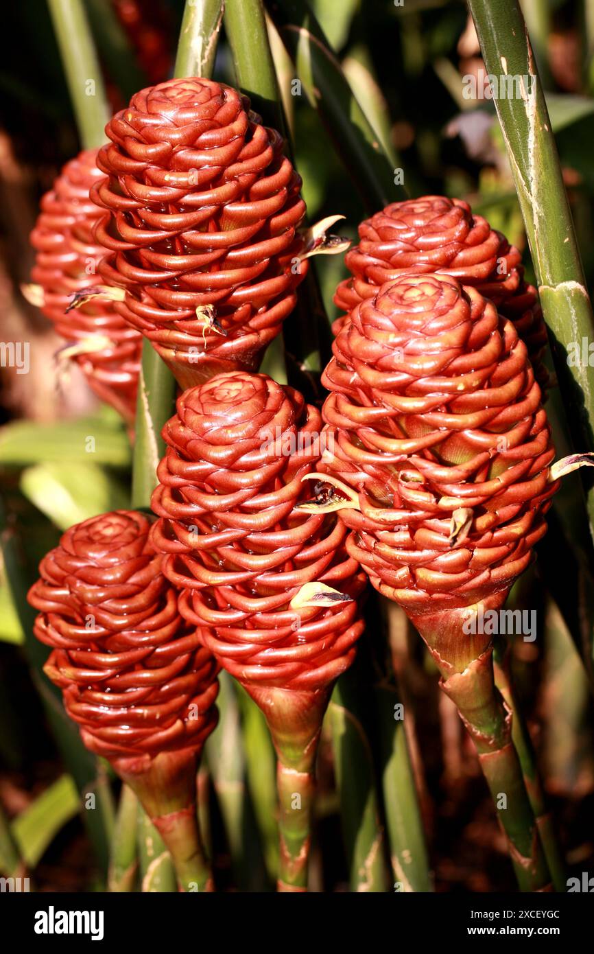 Zenzero, Zingiber spectabile, Zingiberaceae. Malesia, Sud Est Asiatico. Foto Stock