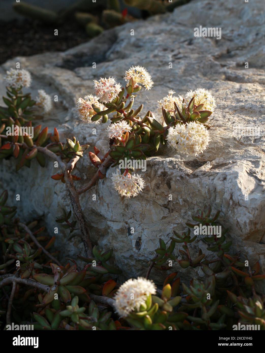 Coppertone Stonecrop o Golden Sedum, Sedum adolphi, Crassulaceae. Messico. Sedum adolphi (spesso scritto erroneamente Sedum adolphii). Foto Stock