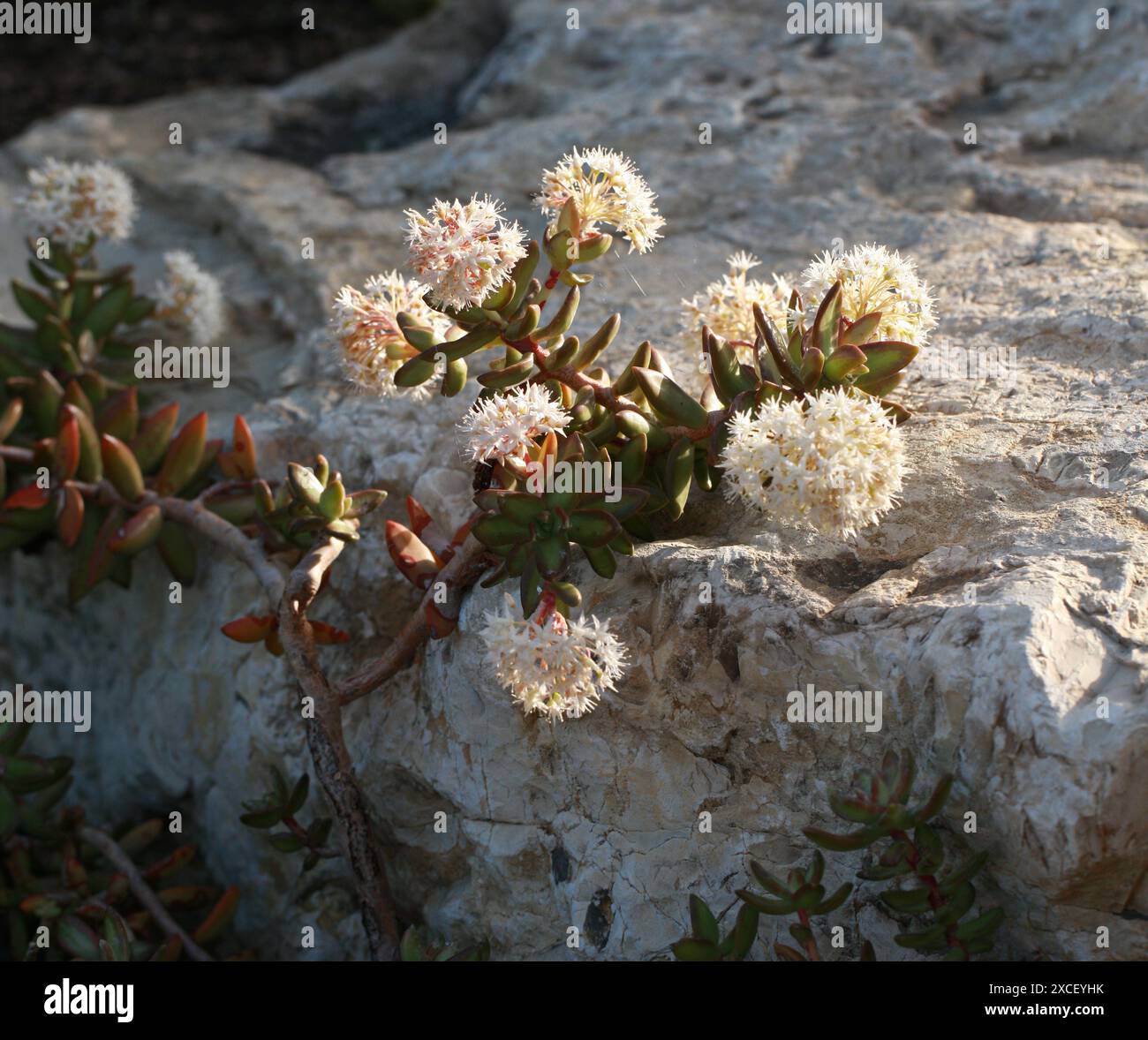 Coppertone Stonecrop o Golden Sedum, Sedum adolphi, Crassulaceae. Messico. Sedum adolphi (spesso scritto erroneamente Sedum adolphii). Foto Stock