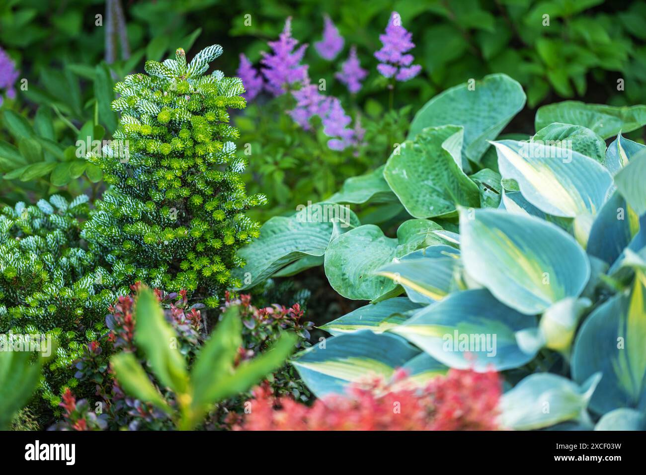 Una vista ravvicinata di un lussureggiante abete verde circondato da grandi e vibranti piante di hosta con foglie blu-verdi. Lo sfondo presenta un delicato flo viola Foto Stock