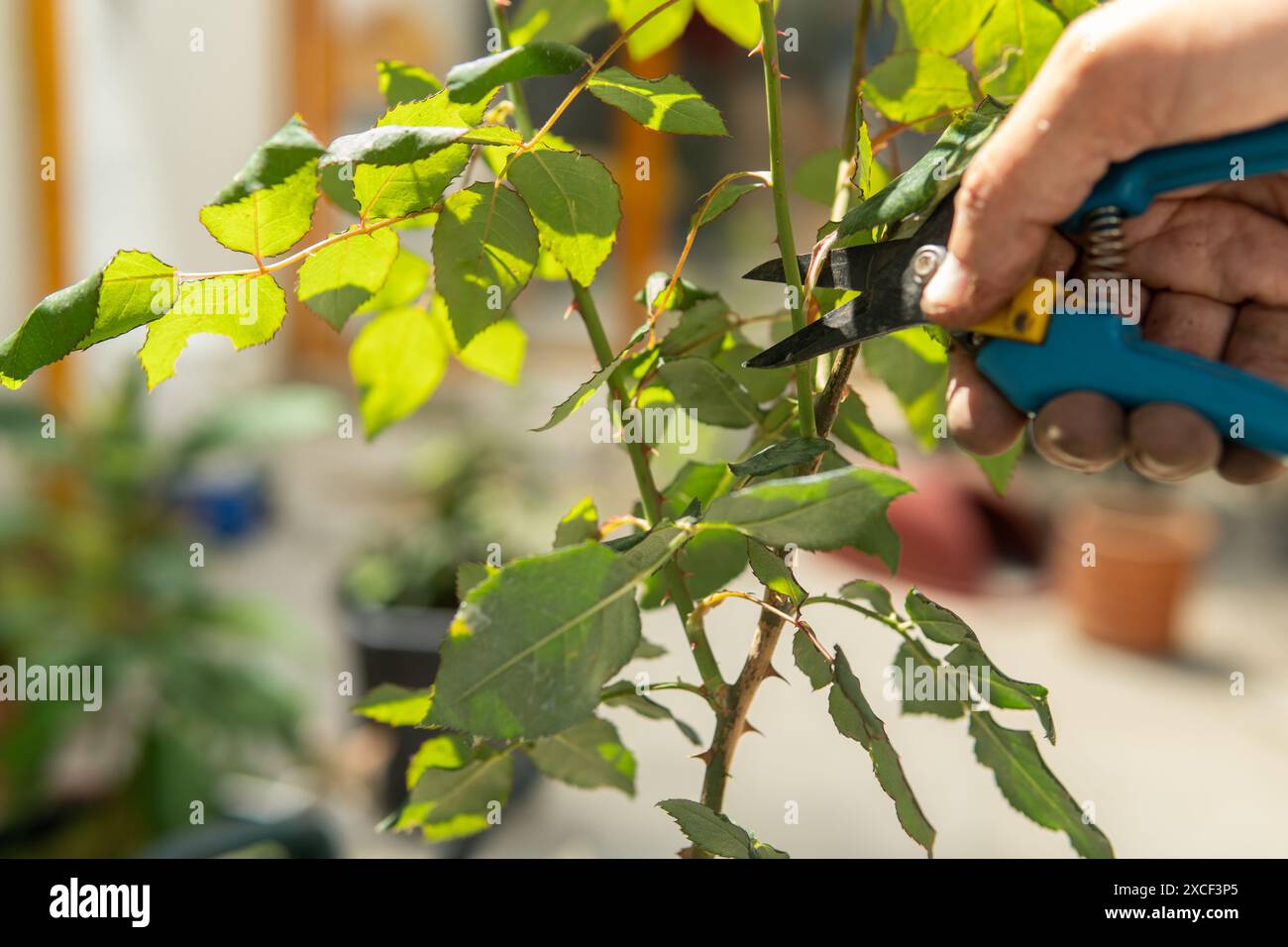 Primo piano della mano di un uomo che potava un cespuglio di rose in giardino la mattina con una forbici da potatura Foto Stock