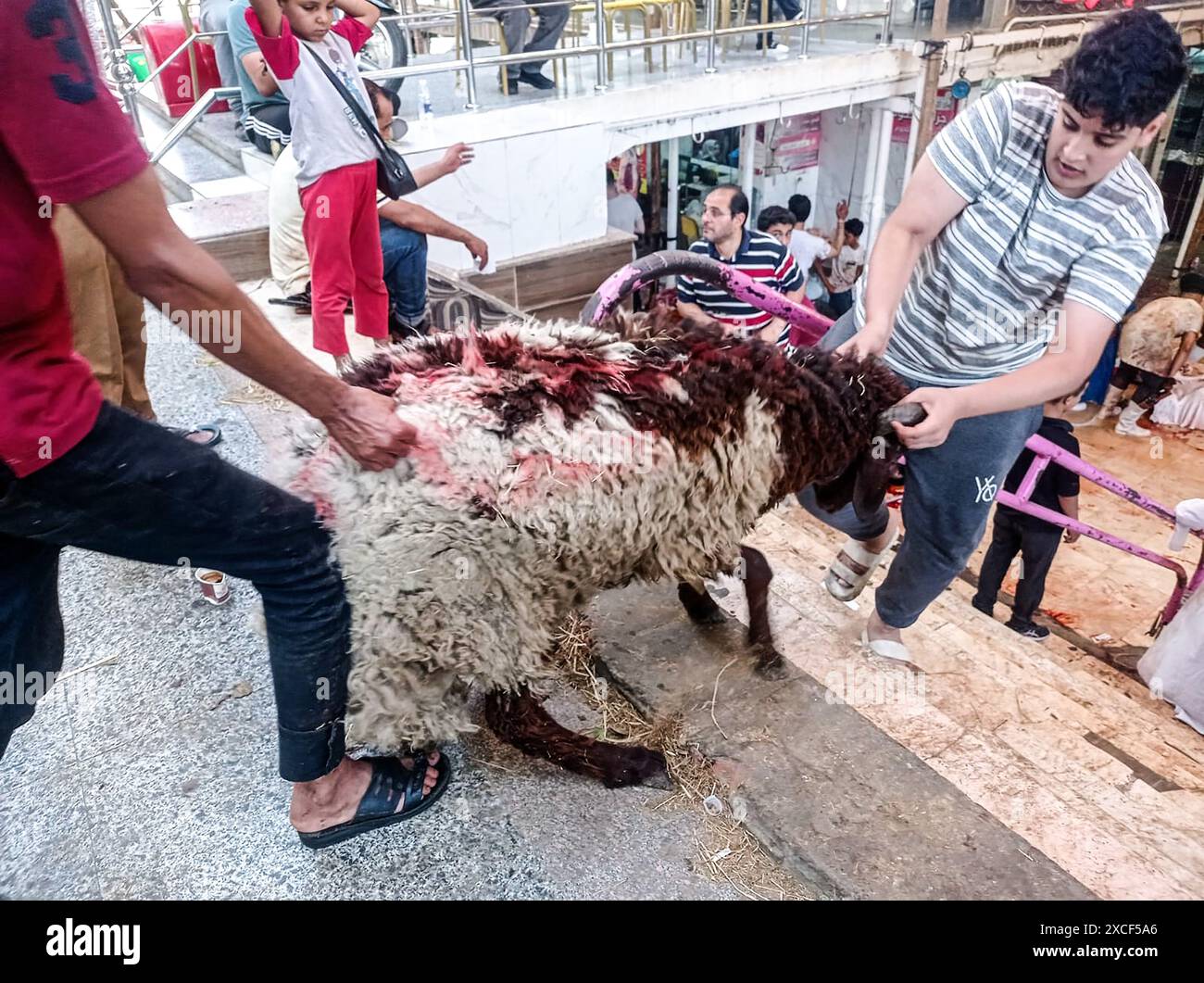 Cairo, Egitto. 16 giugno 2024. Un giovane egiziano tira una pecora, il primo giorno della festa di Eid segnando la fine del pellegrinaggio hajj alla Mecca, domenica 16 giugno 2024. I musulmani di tutto il mondo celebrano Eid al-Adha per celebrare la fine dell'Haj massacrando pecore, capre, mucche e cammelli per commemorare la volontà del profeta Abramo di sacrificare suo figlio Ismail su ordine di Dio. Foto di/credito UPI: UPI/Alamy Live News Foto Stock