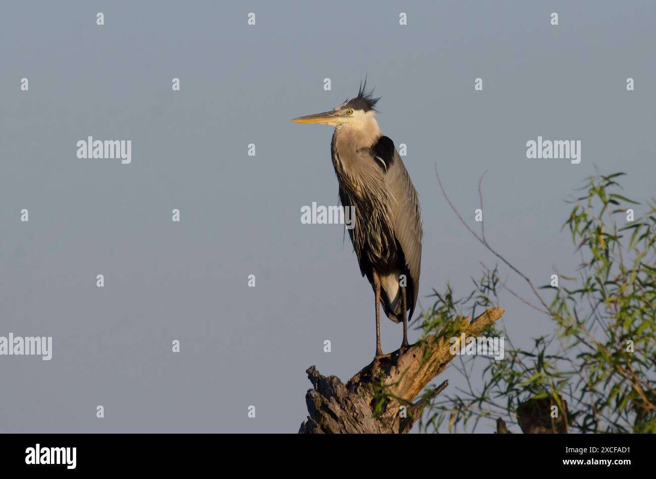 Grande Heron Blu, Ardea herodias, arroccato in tarda luce Foto Stock