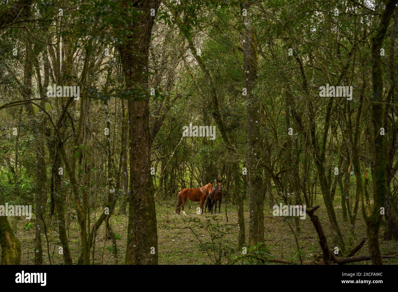 due cavalli si affacciano sulla privacy della tranquilla foresta Foto Stock