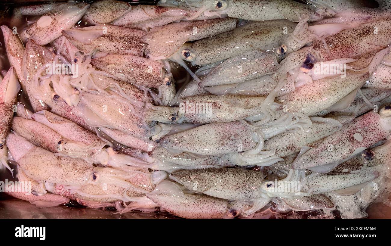 Calamari freschi esposti al mercato bagnato. Cucina asiatica. Foto Stock