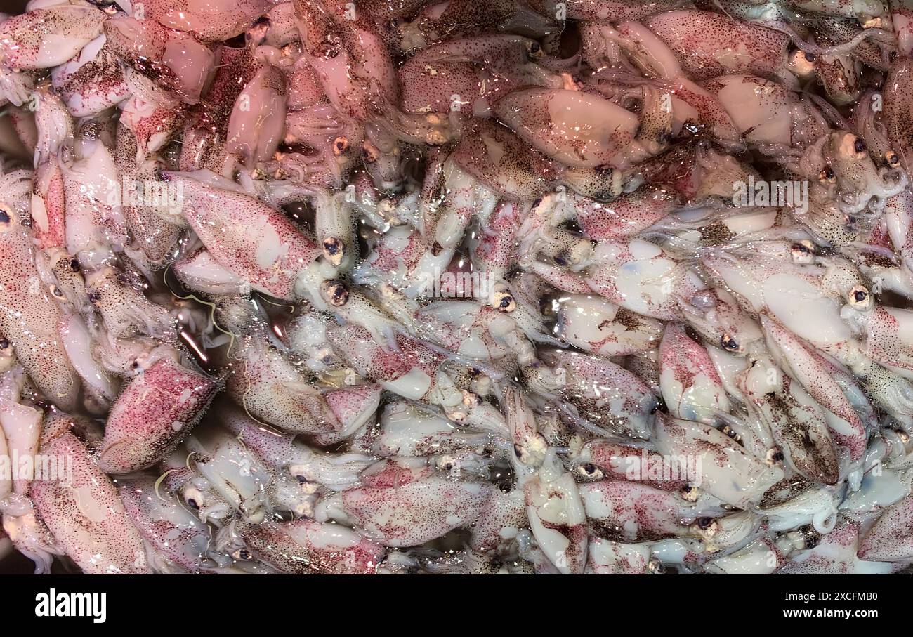 Vista dall'alto della mostra di calamari nel mercato dei prodotti umidi. Foto Stock