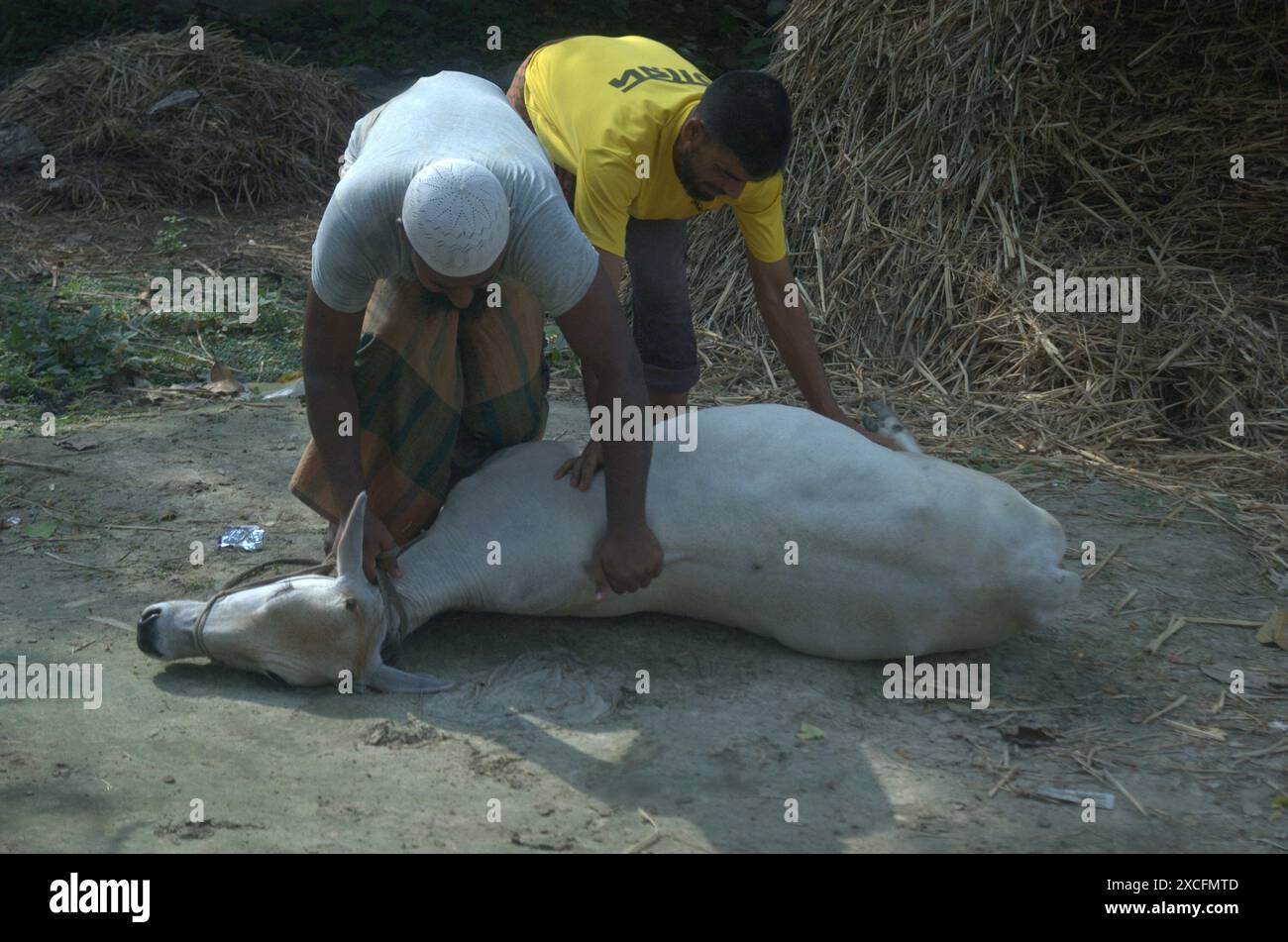 Naogaon, Bangladesh. 17 giugno 2024. I musulmani si preparano a massacrare un animale sacrificale che segna il festival di Eid al-Adha vicino al villaggio Farshipara nel distretto di Naogaon. (Credit Image: © MD Mehedi Hasan/ZUMA Press Wire) SOLO PER USO EDITORIALE! Non per USO commerciale! Foto Stock