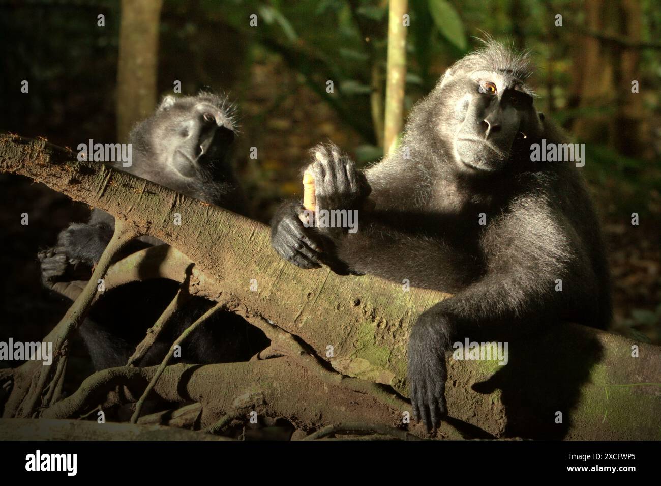 Macachi di Sulawesi crestati neri (Macaca nigra) nella riserva naturale di Tangkoko Batuangus, Sulawesi settentrionale, Indonesia. Foto Stock