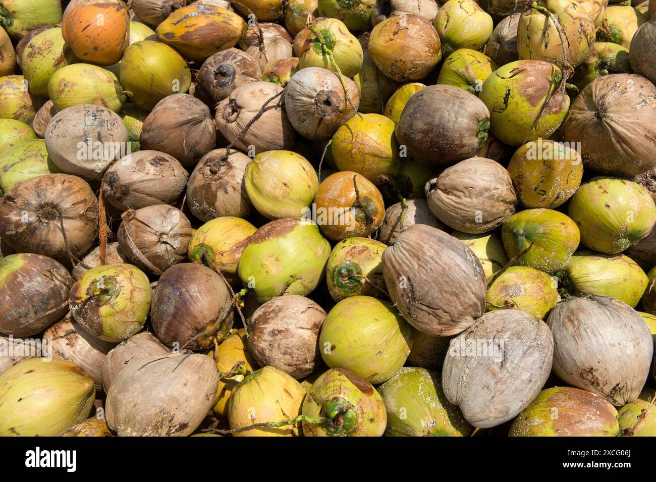 Un mucchio di noci di cocco fresche, frutti della palma da cocco (Cocos nucifera), per la produzione di copra, Koh Samui, Thailandia Foto Stock