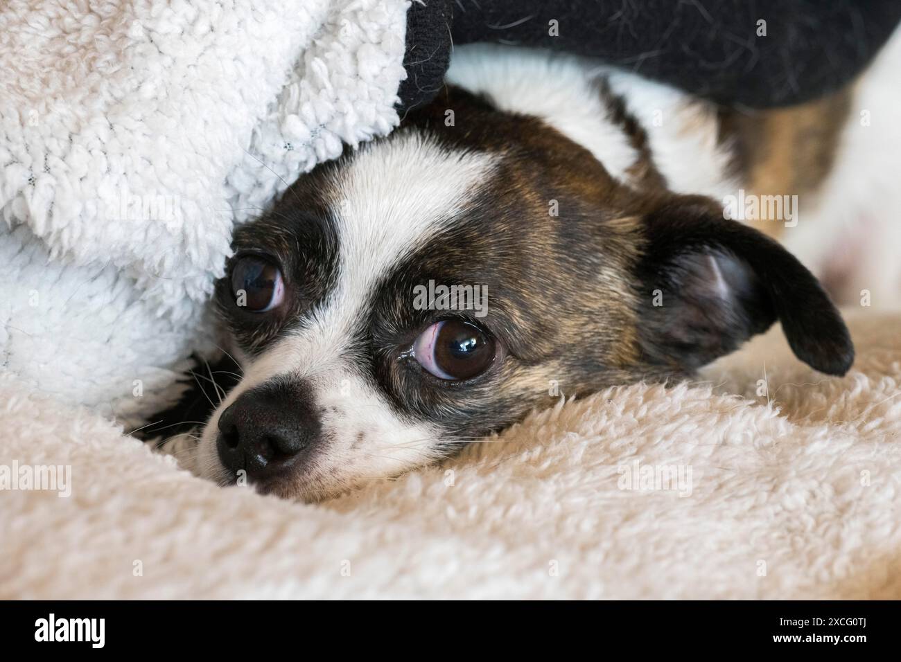Piccolo cane Chihuahua, appoggiato su una coperta di lana, Germania Foto Stock